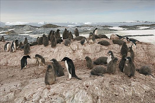 阿德利企鹅,生物群,岩石上,岩层,南极