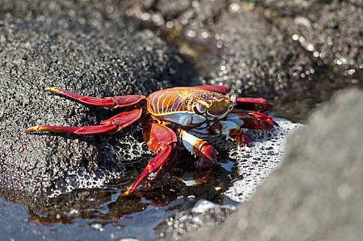细纹方蟹,加拉帕戈斯群岛,厄瓜多尔