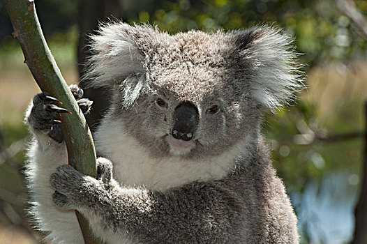 树袋熊,菲利普岛,澳大利亚