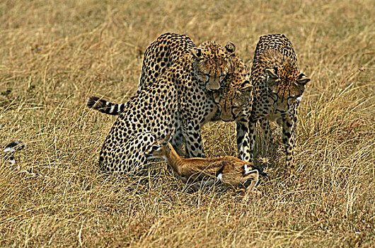 印度豹,猎豹,成年,猎捕,汤氏瞪羚,马赛马拉,公园,肯尼亚