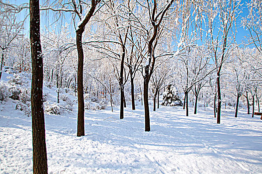 覆盖着厚厚的白雪的树林