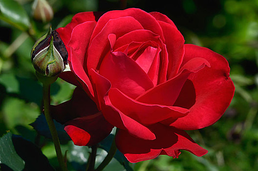 红玫瑰,粉色,花,科西嘉岛,法国,欧洲