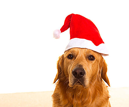 金毛猎犬,狗,圣诞老人,红色,帽子