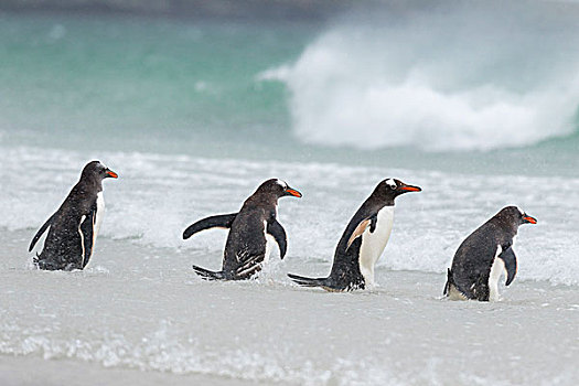 巴布亚企鹅,福克兰群岛,走,海浪,测试,水,特色,动作