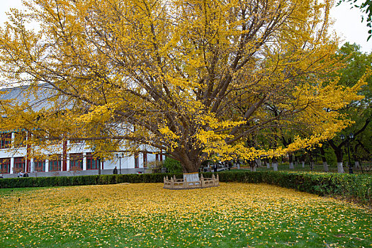 北京大学秋天的景色