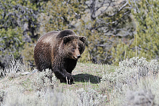 美国,怀俄明,大灰熊,黄石国家公园