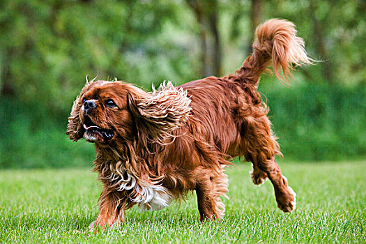 查尔斯王犬,雄性,跑,草坪
