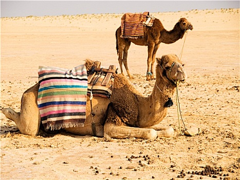 骆驼,沙漠