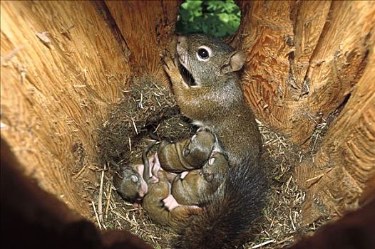 红松鼠,母亲,哺乳,幼仔,鸟窝,落基山脉,北美