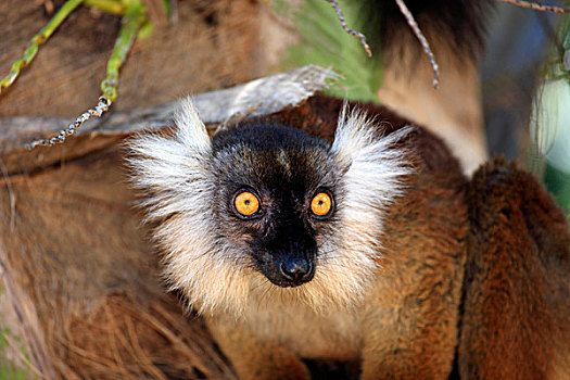 黑狐猴,雌性,成年,肖像,诺西空巴,马达加斯加,非洲