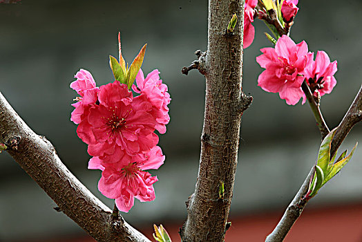 春季花卉