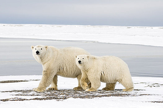 女性,北极熊,幼兽,走,冰冻,向上,区域,北极圈,国家野生动植物保护区,阿拉斯加