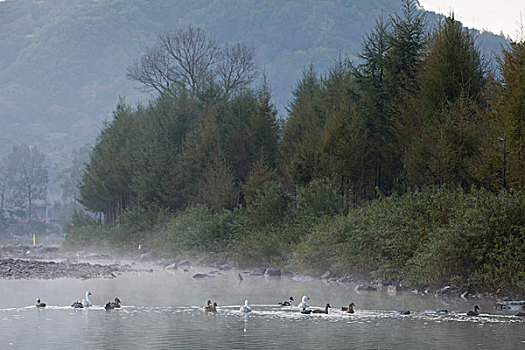 湖,水面,雾气,蒸腾,白雾,水蒸气,缥缈,仙境,灵性,家禽,鸭子,鹅,游动,自在,安静,自然,风光