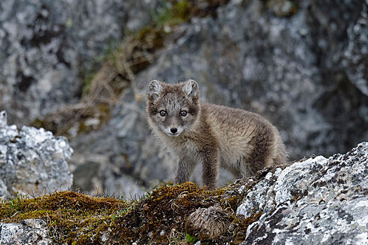 北极狐,狐属,幼兽,斯瓦尔巴群岛,挪威,欧洲