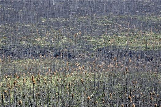 树林,破坏,火灾,区域,阿拉斯加,美国