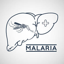 疟疾图片