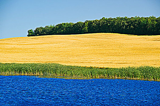 草原,低湿地,成熟,小麦,靠近,布鲁塞尔,曼尼托巴,加拿大