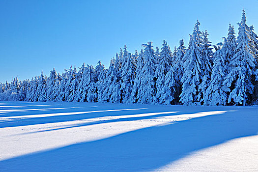 冬季风景,雪,树,清晨,冬天,低,山脉,巴伐利亚,德国