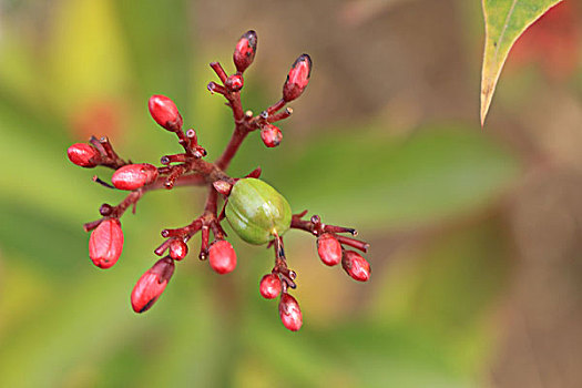 变叶珊瑚花