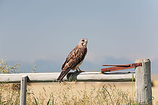 老鹰,木篱,蓝天,艾伯塔省,加拿大