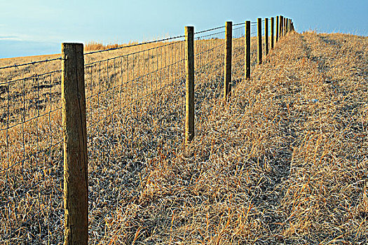 栅栏,草场,靠近,艾伯塔省,加拿大