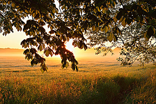 栗子树,枝条,地点,日出,自然保护区,黑森州,德国,欧洲