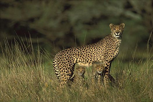 印度豹,猎豹,警惕,女性,站立,上方,两个,三个,老,幼兽,南非
