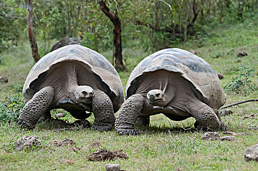 阿尔斯多火山海岛陆龟,加拉巴哥象龟,地面,伊莎贝拉岛,加拉帕戈斯群岛,厄瓜多尔