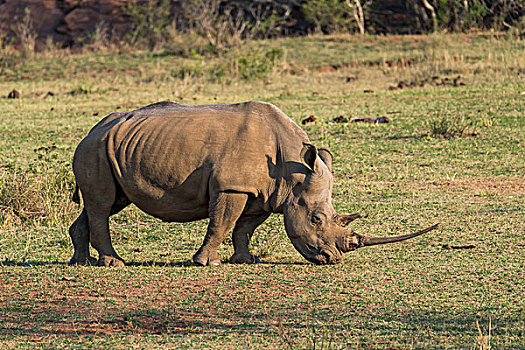 白犀牛,南非,非洲