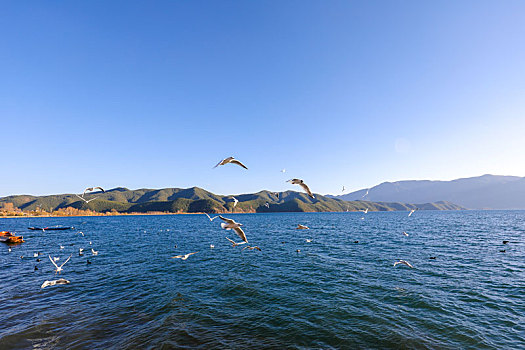 展翅飞行的海鸥