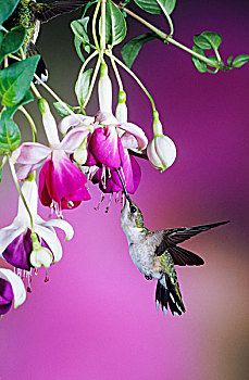 蜂鸟,雌性,杂交品种,紫红色,伊利诺斯