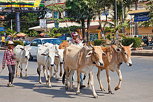 柬埔寨,收获,牛,街道