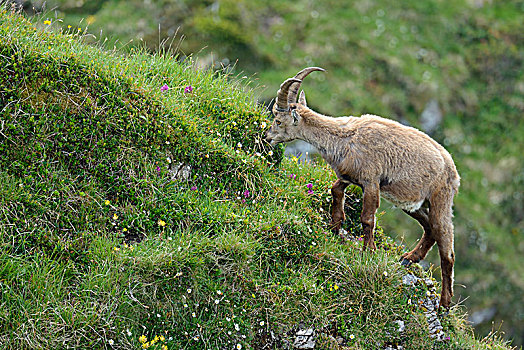 阿尔卑斯野山羊,羱羊,伯恩高地,伯恩,瑞士,欧洲