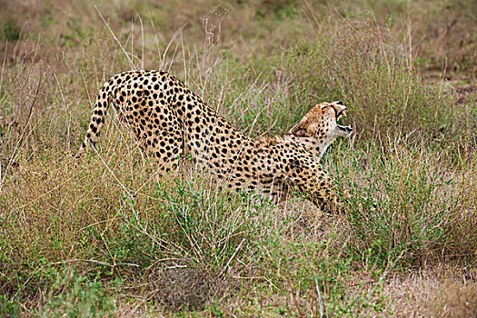 雄性,印度豹,猎豹,塞伦盖蒂,坦桑尼亚,非洲