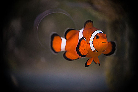 水族花卉