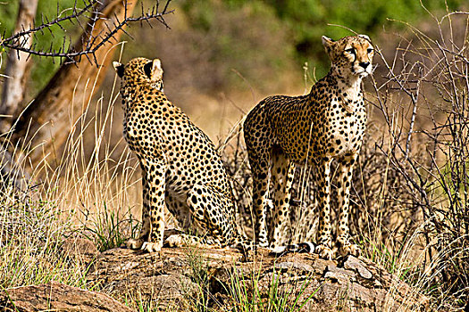 非洲,肯尼亚,印度豹