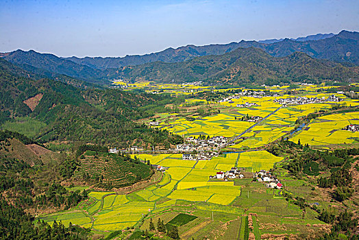 田园,春色,油菜花,漫山遍野,俯瞰