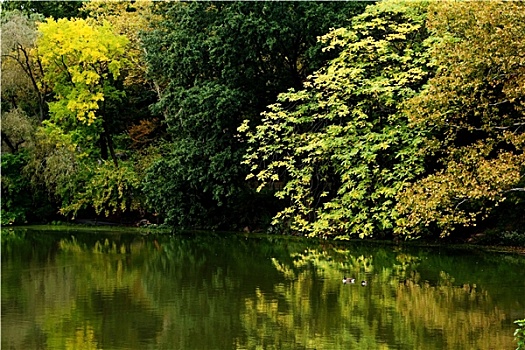 彩色,秋天,风景