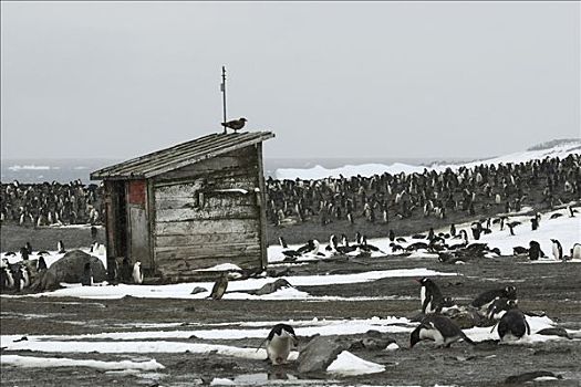 帽带企鹅,南极企鹅,巴布亚企鹅,生物群,靠近,小屋,库克群岛,南极
