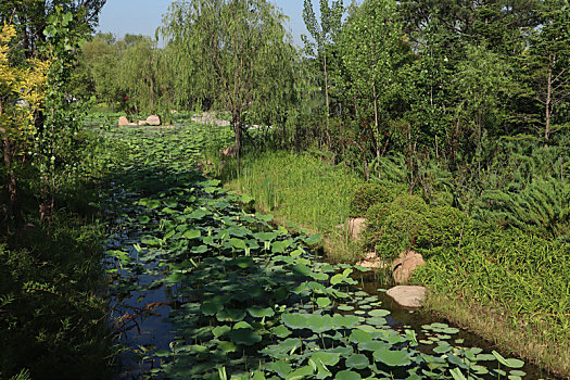 夏至小暑