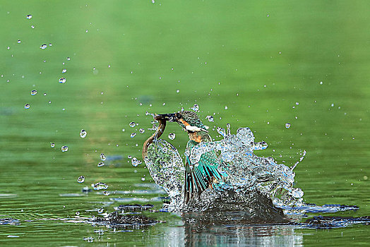 翠鸟捕鱼出水