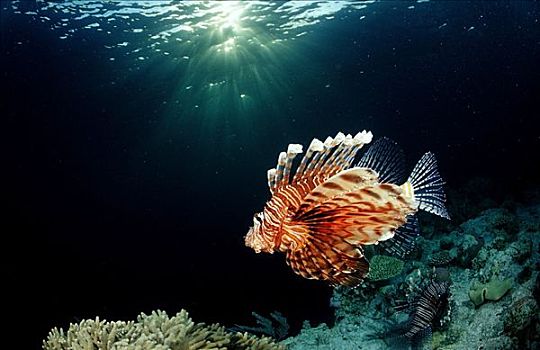 红色,蓑鲉,翱翔蓑鲉,珊瑚礁,瓦卡托比,潜水,胜地,班达海,苏拉威西岛,印度尼西亚,印度洋