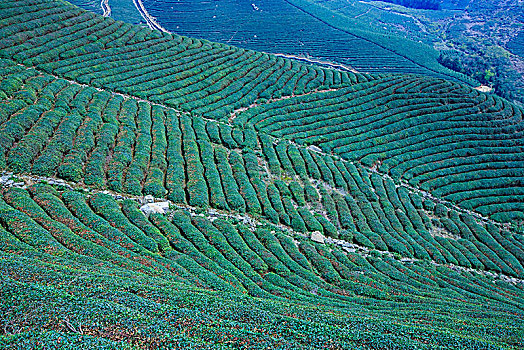 茶园,茶山,茶叶,翠绿