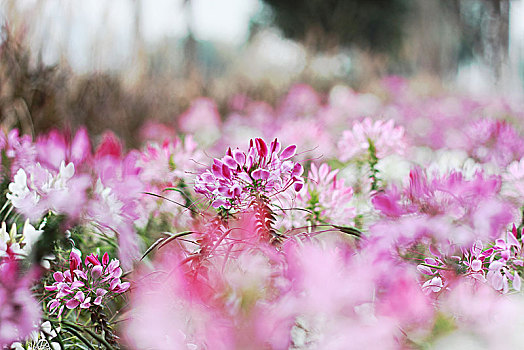 醉蝶花,蜘蛛花,凤蝶草,紫龙须,西洋白花菜,12