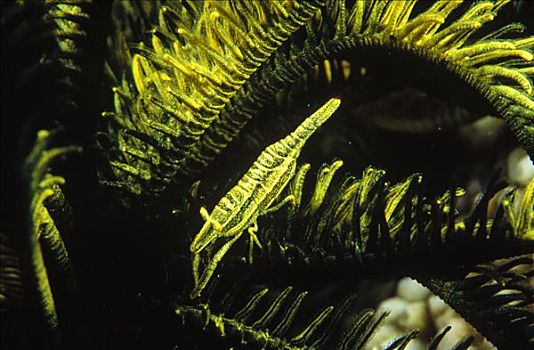 虾,相似,色彩,主人,大堡礁,澳大利亚
