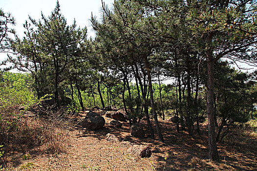 山丘,田野,原野,丘陵,植被,秦皇岛,卢龙,村庄,安静,乡村,树林,红山,35