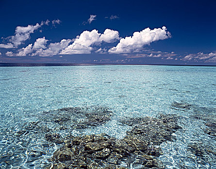 马尔代夫,热带,海洋,珊瑚礁