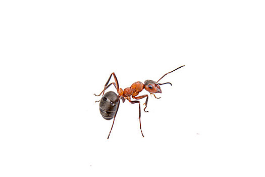 褐色,蚂蚁,白色背景