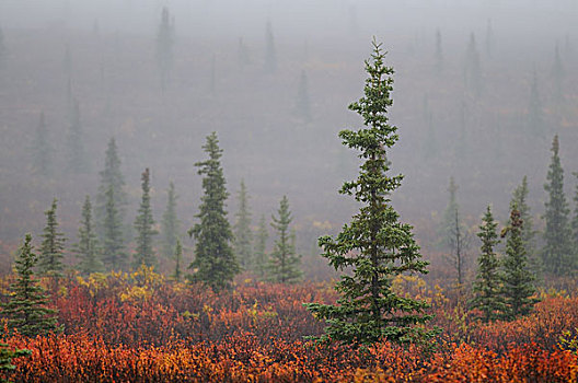 秋天,苔原,雾,德纳里峰国家公园,阿拉斯加,美国,北美