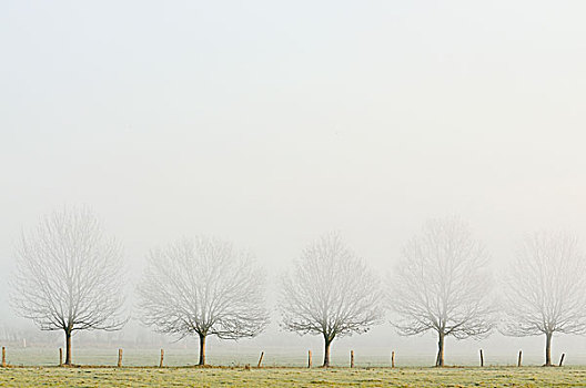 空,排,树,雾,下莱茵,区域,北莱茵威斯特伐利亚,德国,欧洲